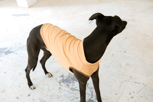 Whippet wearing cooling vest