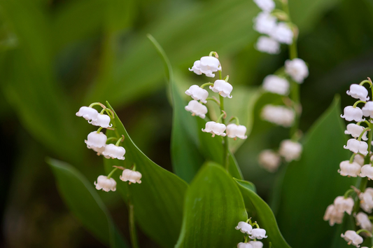 Keep Your Dog Safe: 10 Common Plants to Avoid