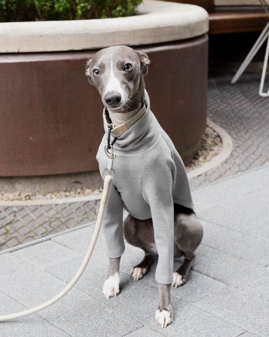 A blue whippet wearing 2-Legged Whippet Jumper in Grey