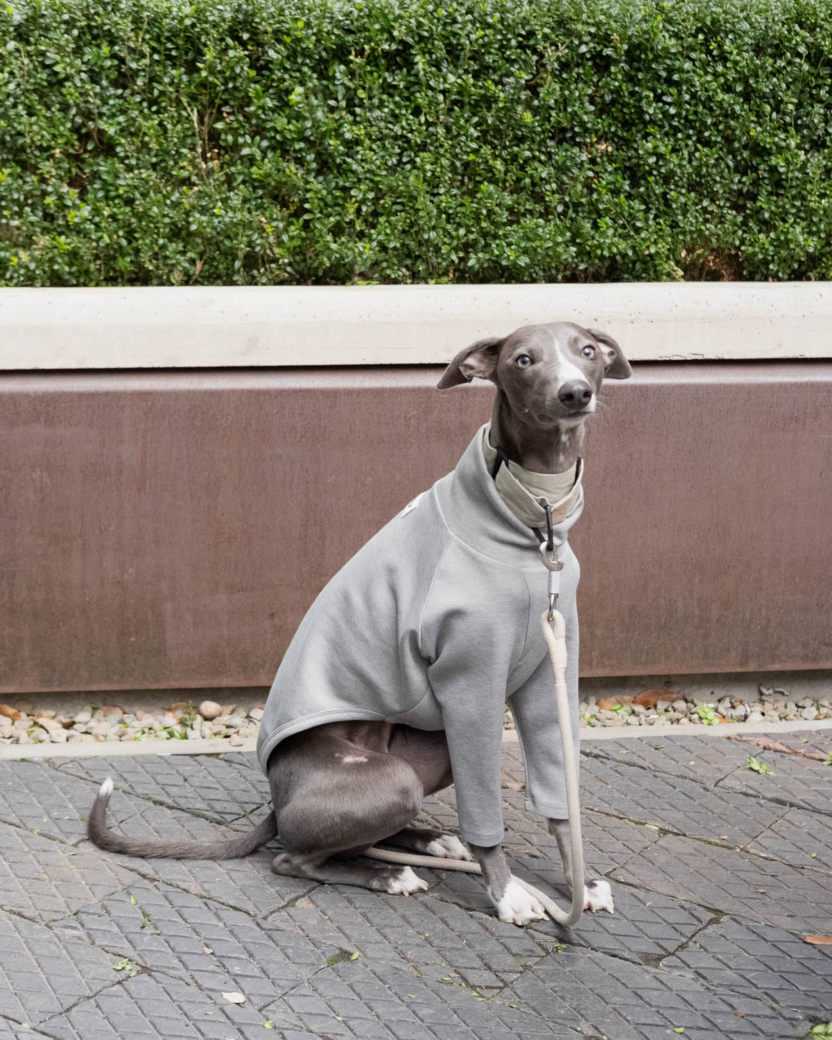 The side view of a blue whippet wearing the grey 2-Legged Whippet Jumper