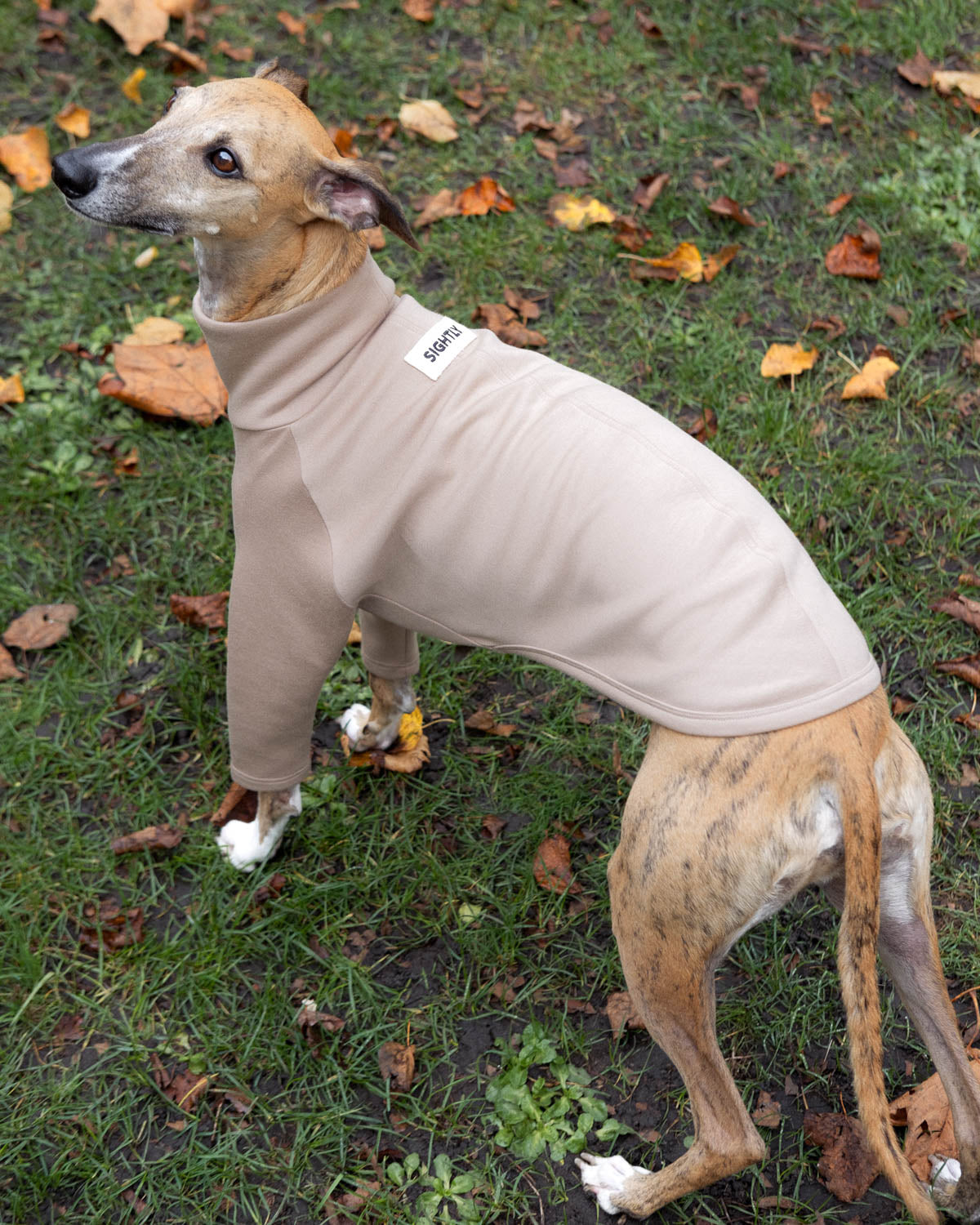 The side view of a brindle whippet in the 2-Legged Whippet Jumper in Beige
