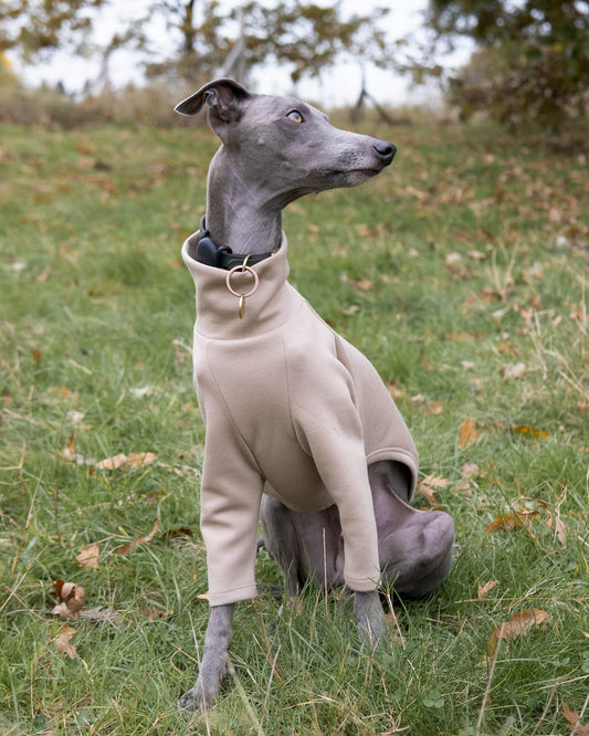 The front view of a blue whippet in the 2-Legged Whippet Jumper in beige