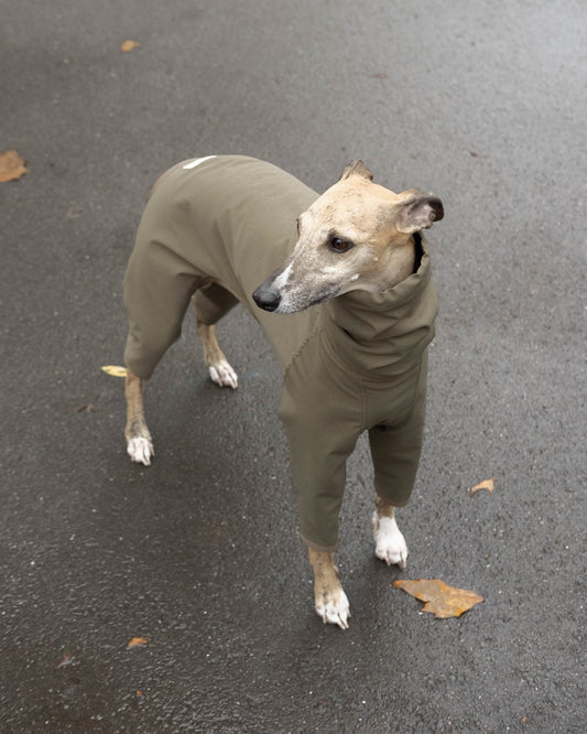 4-Legged Whippet Raincoat in Olive
