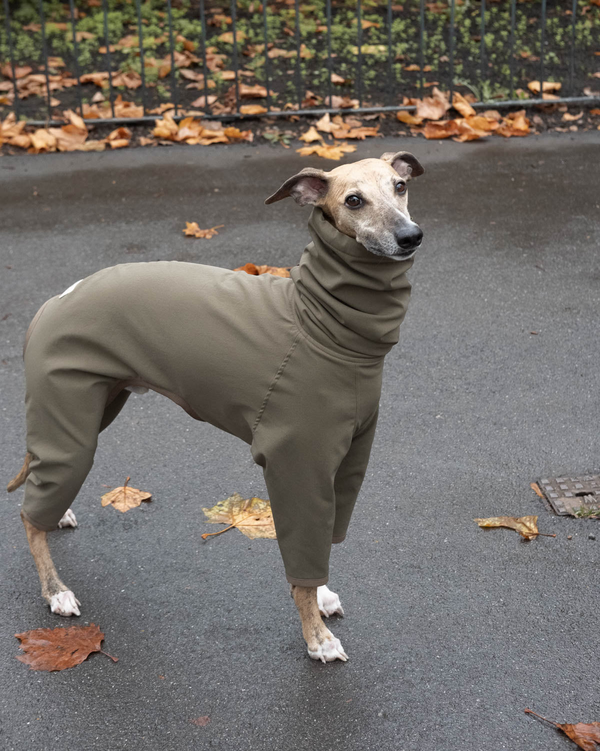 Whippet wearing the 4-Legged Raincoat in Olive