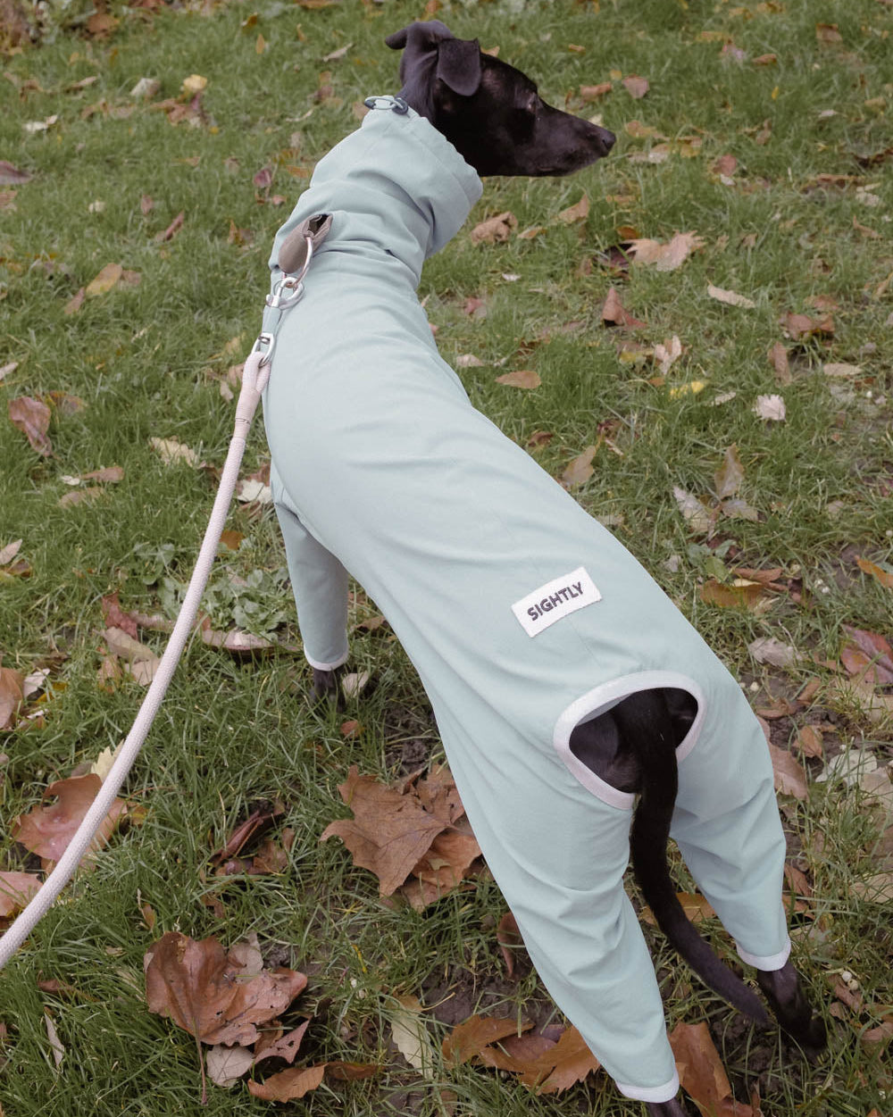 Black Whippet wear the 4-Legged Raincoat in Teal