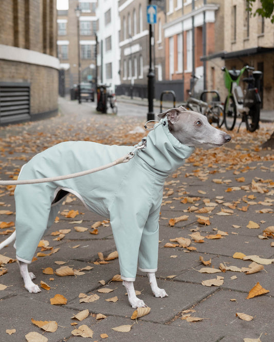 4-Legged Whippet Raincoat in Teal side look