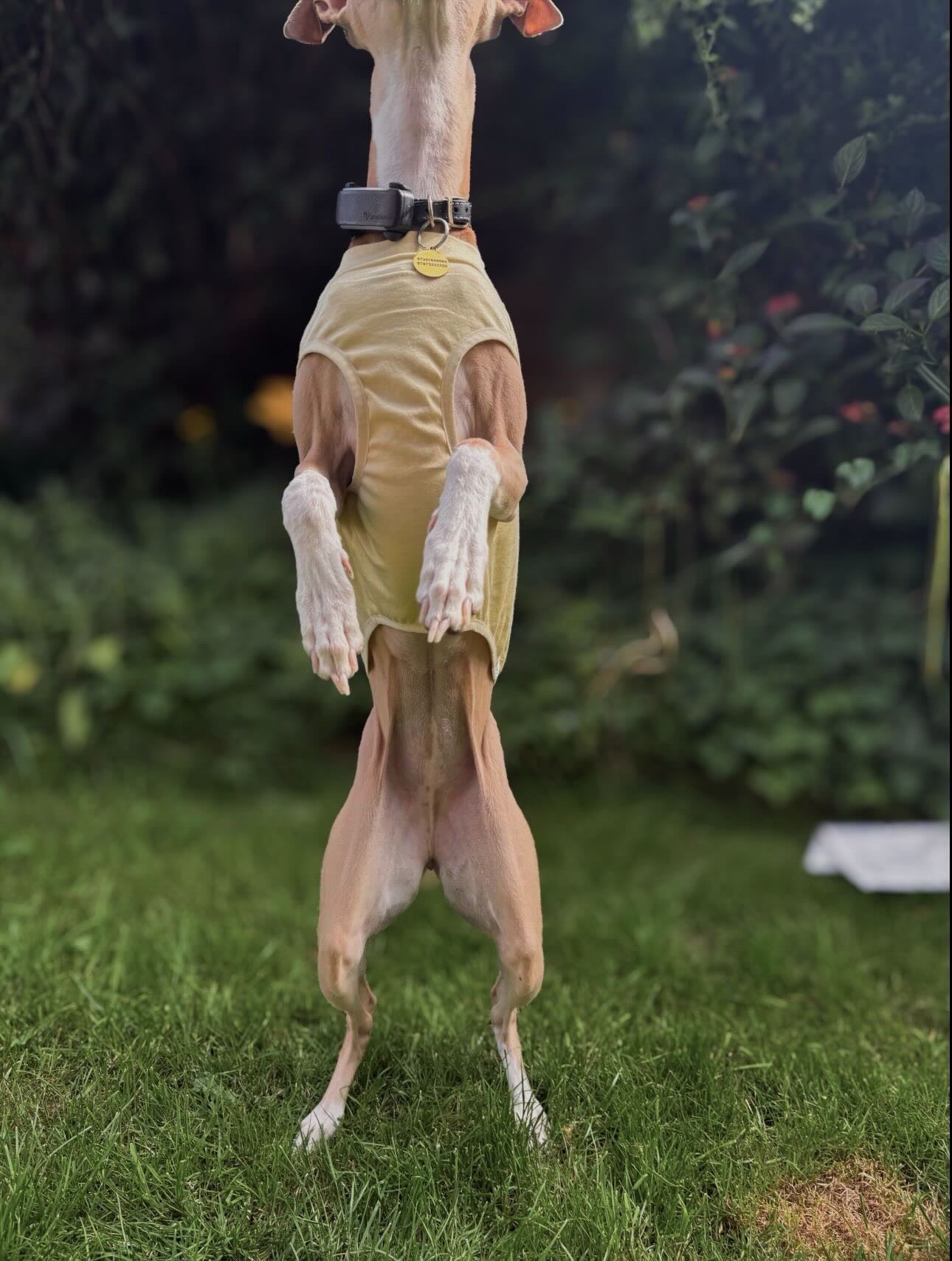 Dog Summer Vest – Lightweight, Breathable and UV protective