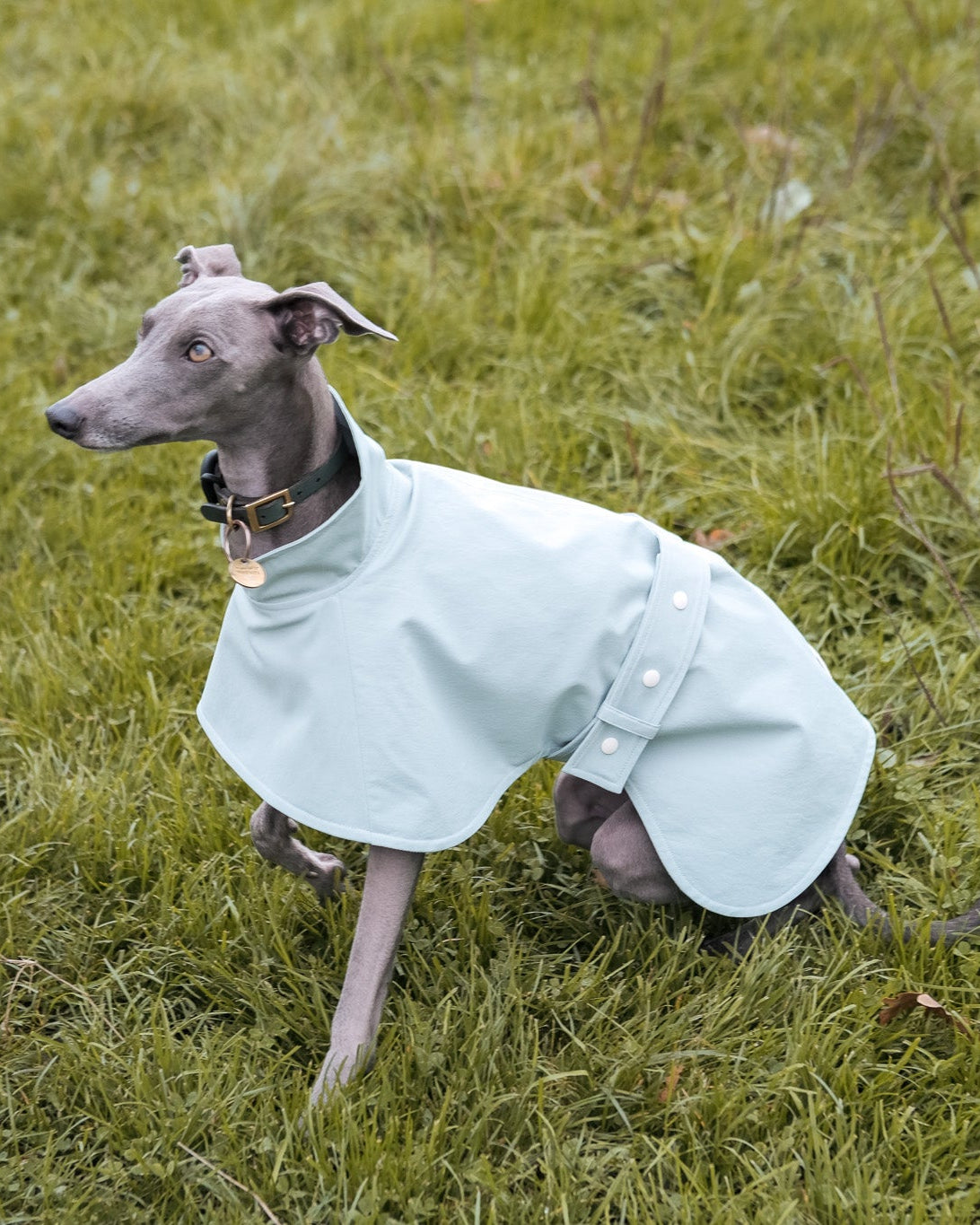 Italian Greyhound Waterproof Raincoat