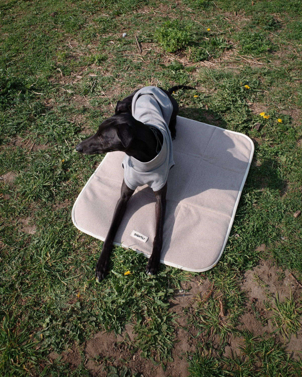 Whippet lies on Sightly Dog Travel Mat