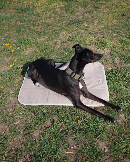 Whippet on Sightly Dog Travel Mat