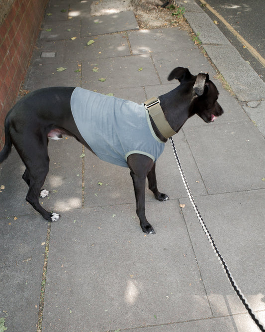 Dog wearing breathable evaporative cooling coat