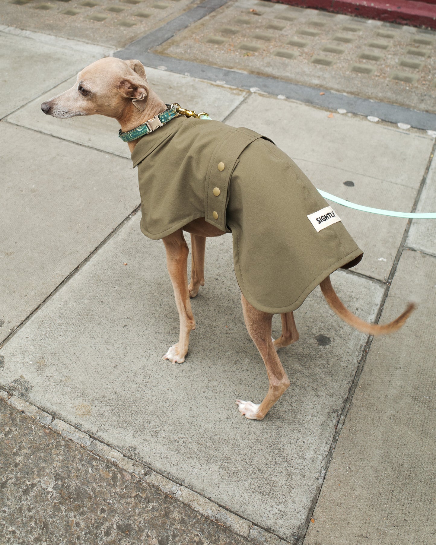 Italian Greyhound Waterproof Raincoat