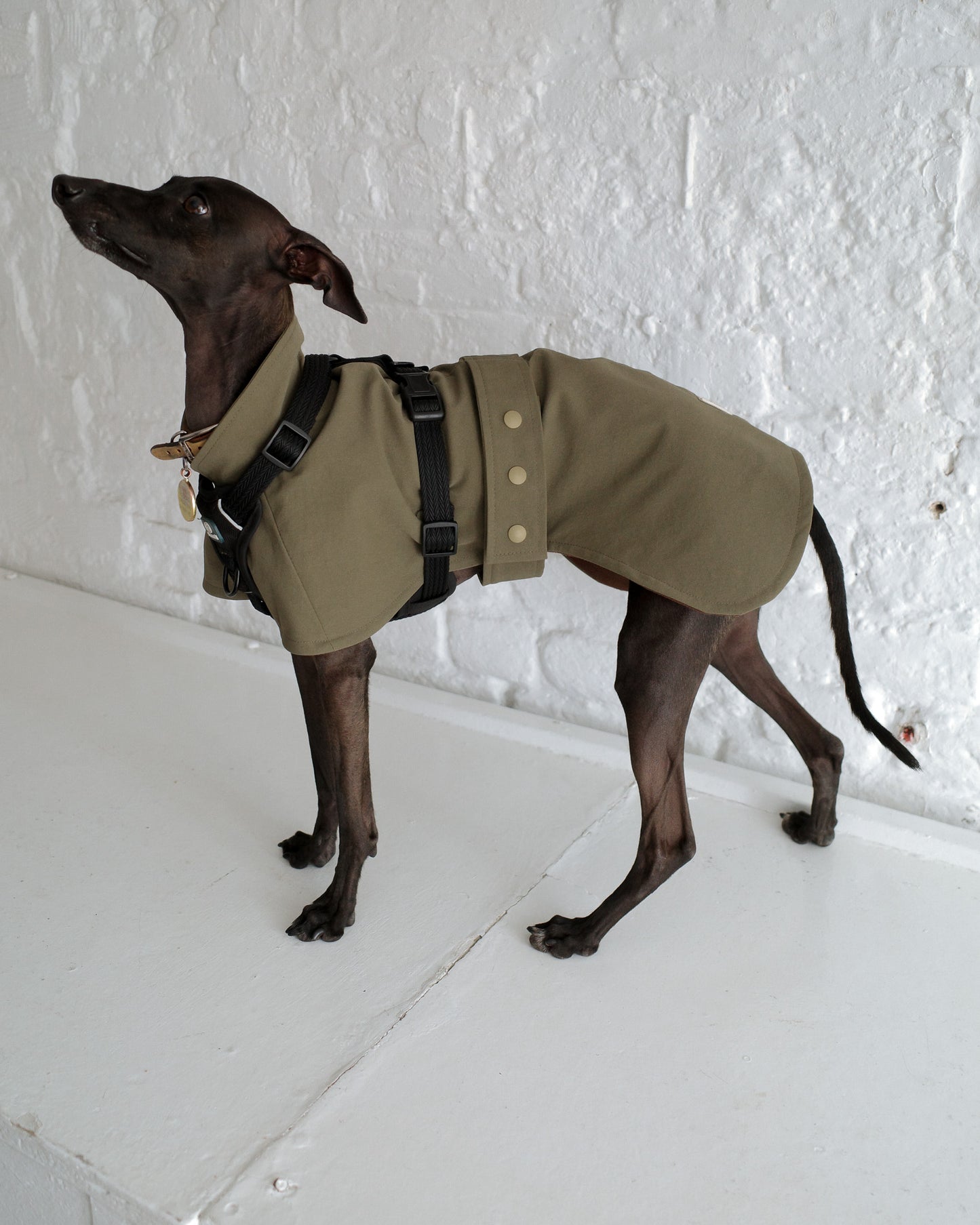 Italian Greyhound Waterproof Raincoat