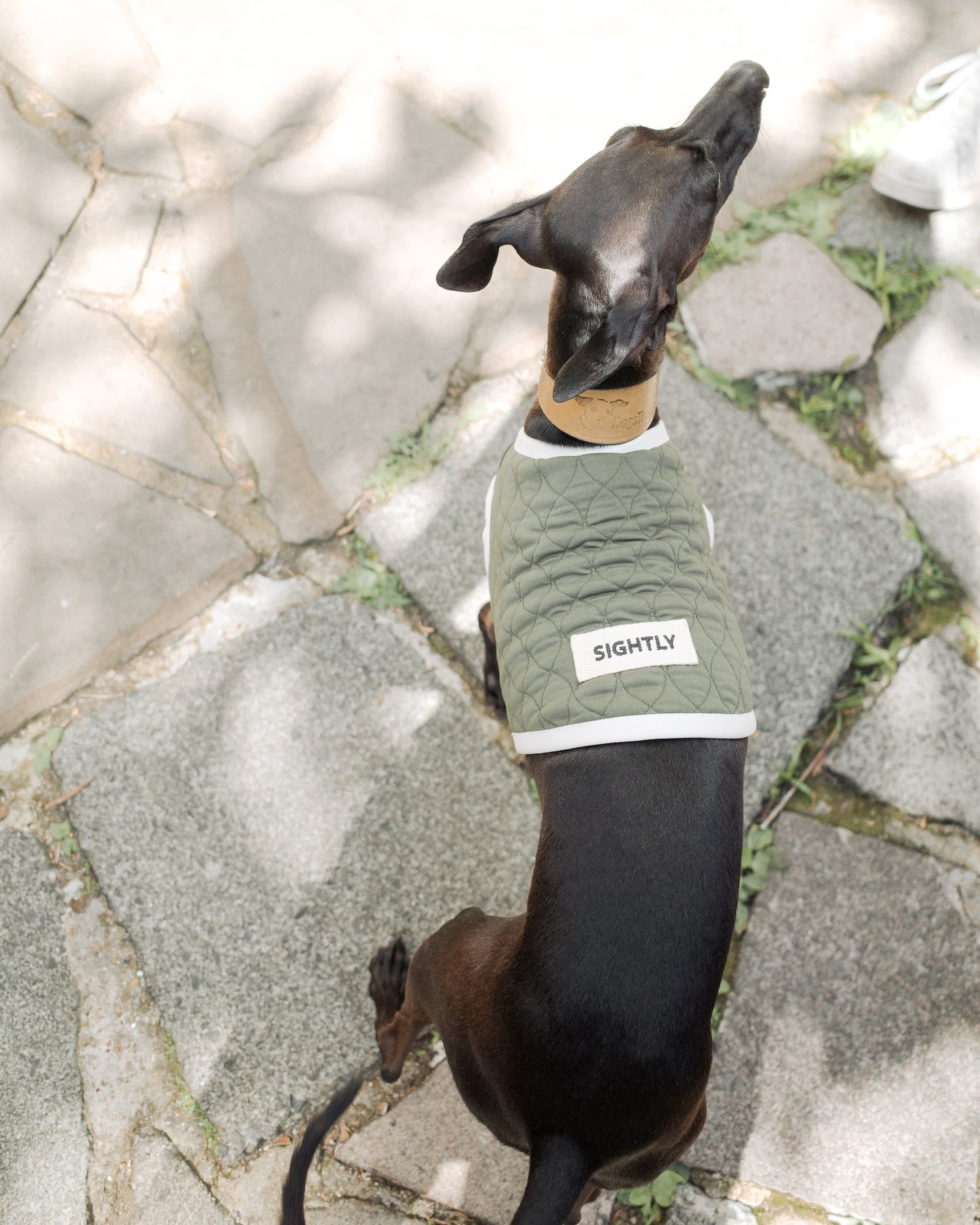 Dog wearing a green sweater with 'Slightly' branding on a stone path