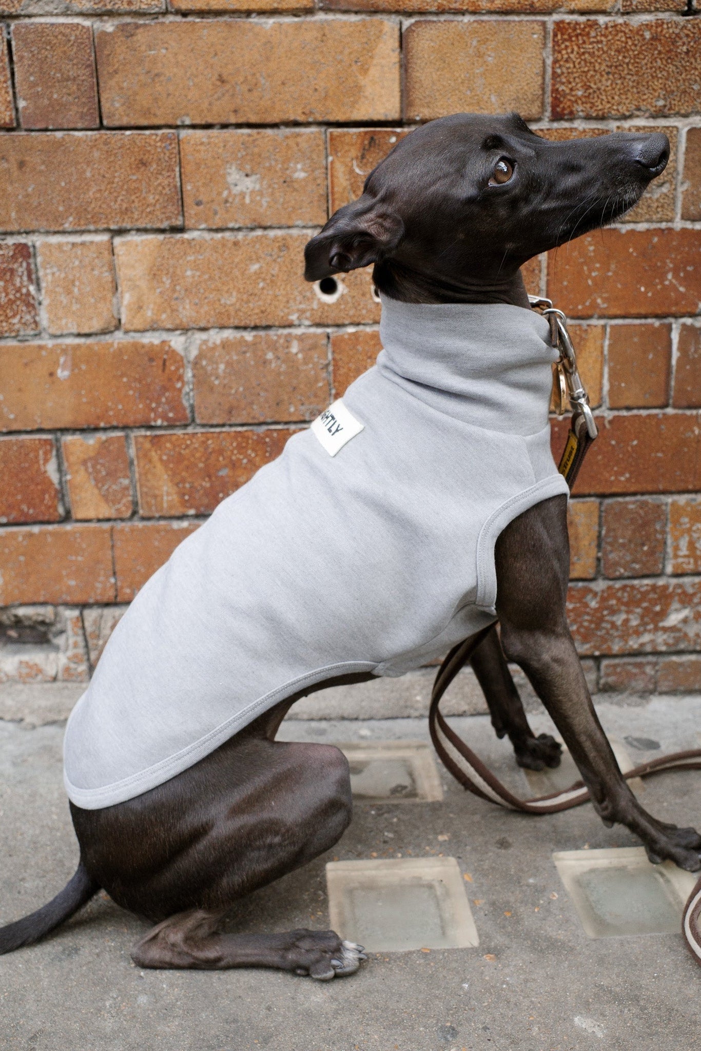 Italian Greyhound Sleeveless Jumper