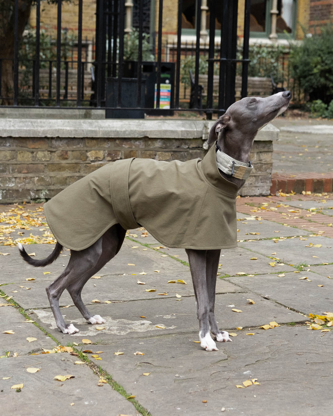 Whippet wearing the Olive Coat