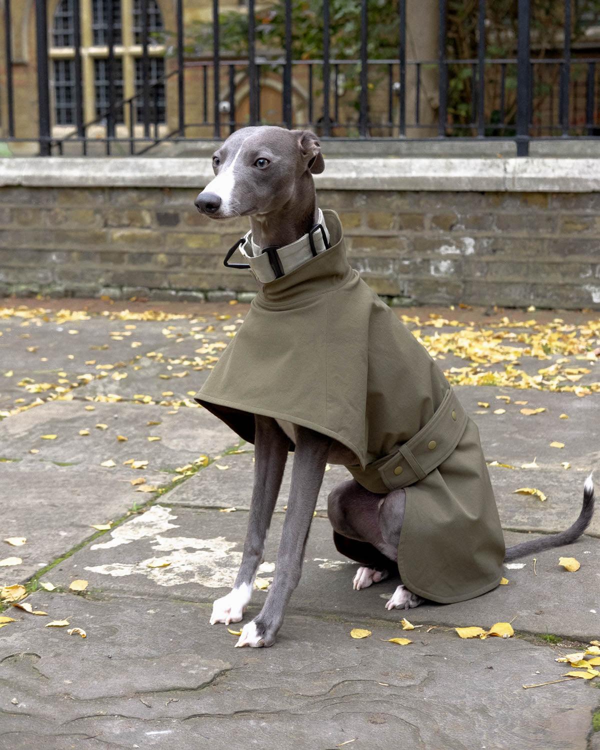 The front view of the Olive Whippet Coat