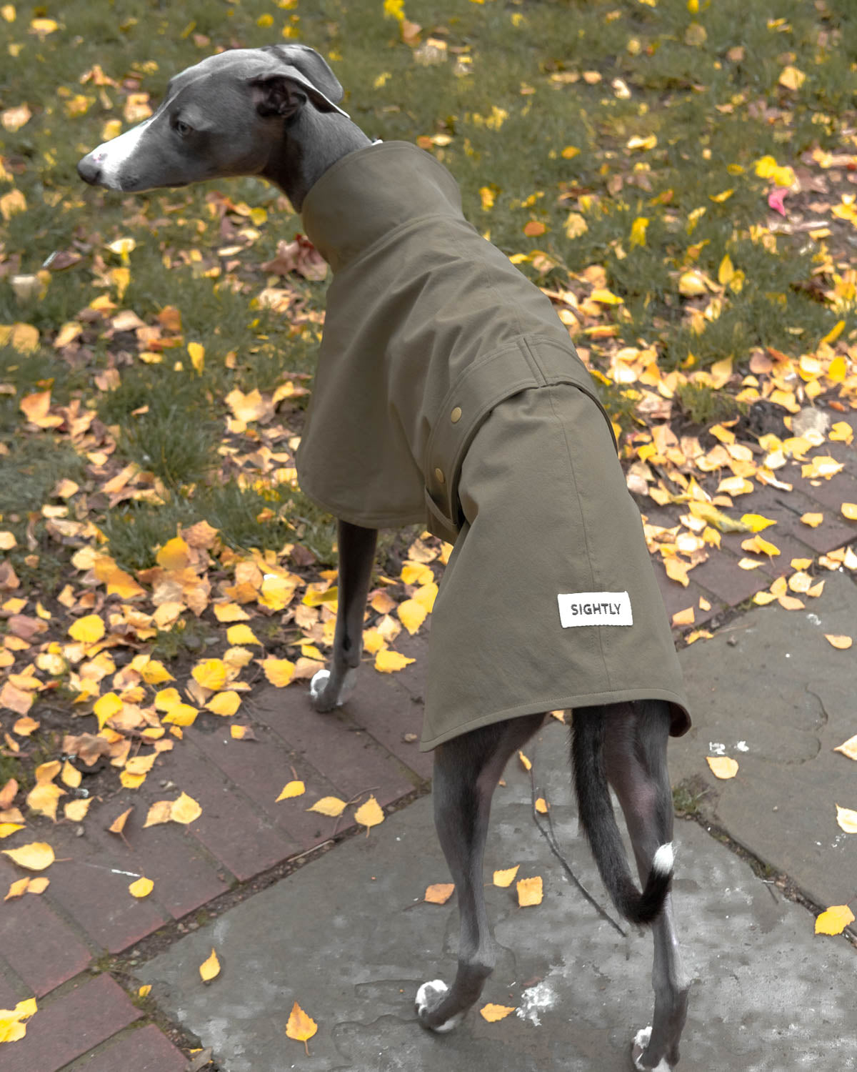 The Whippet Raincoat in Olive with the adjustable belt