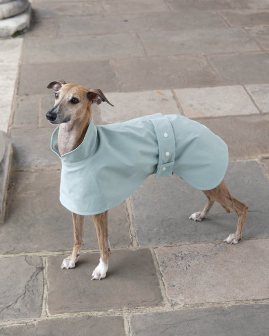 Brindle whippet in the whippet Raincoat in Teal