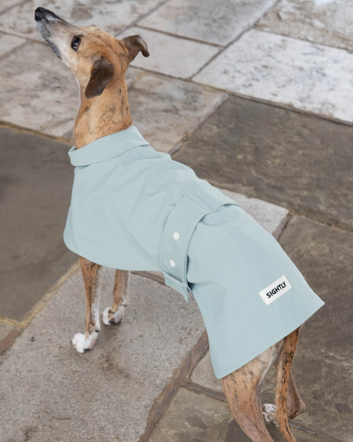 The back view of a brindle whippet in the Whippet Raincoat in Teal with the adjustable belt