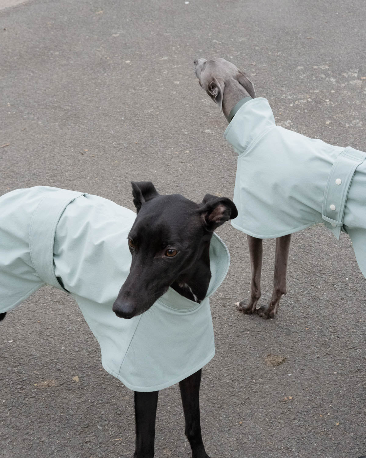 Two whippets wearing the Raincoat in Teal