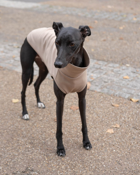 A black whippet in the Sleeveless Whippet Jumper in Beige, front view