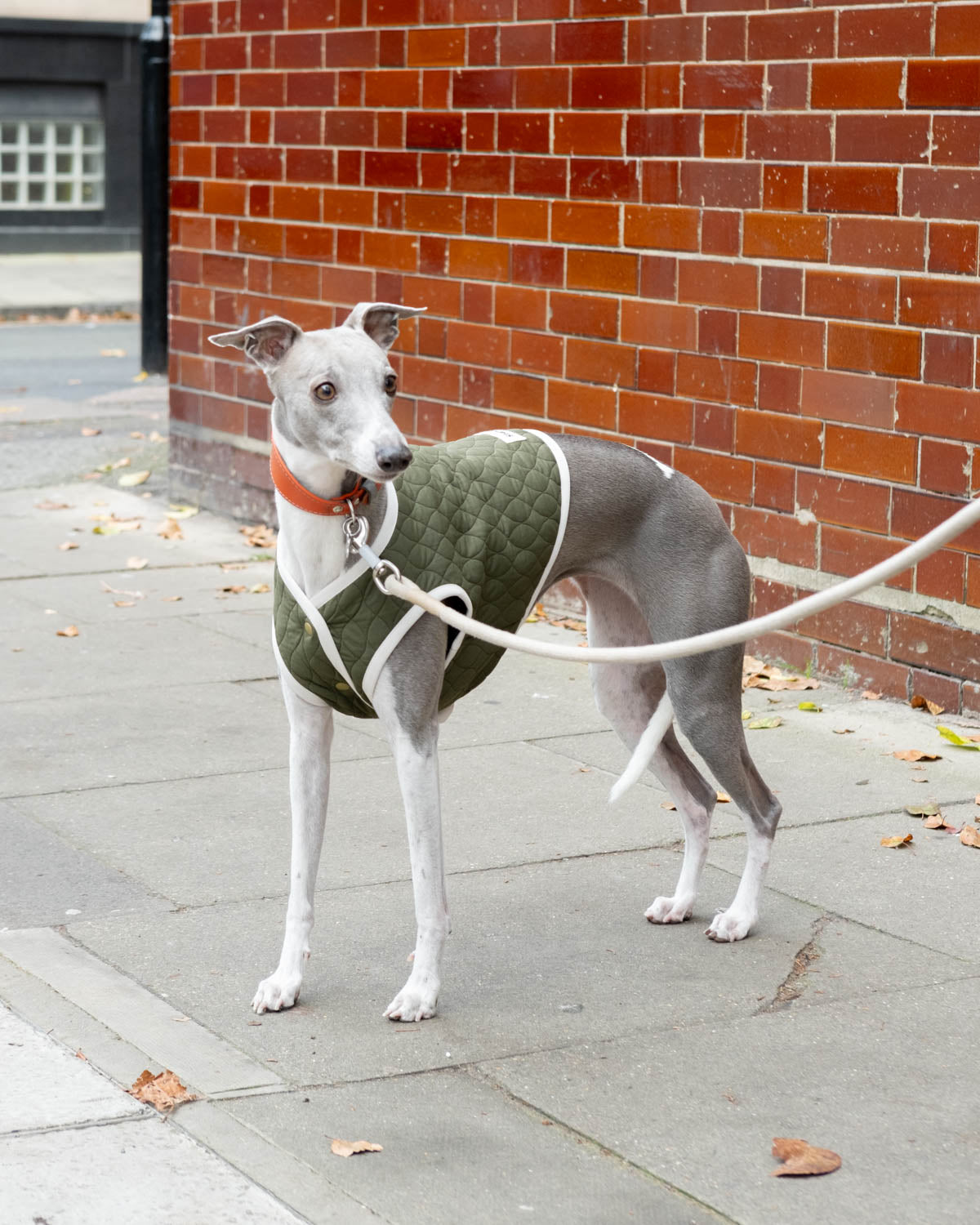 The side view of a blue whippet wearing the green Quilted Vest.