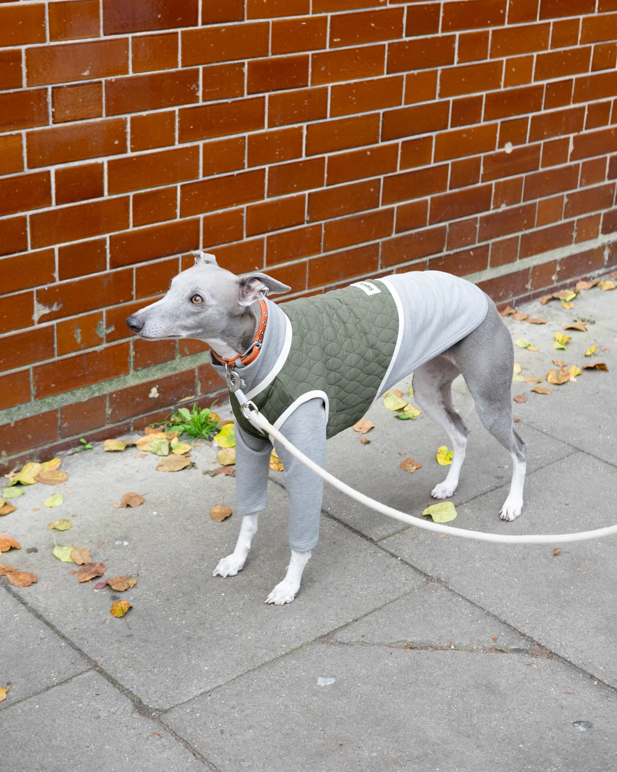 A blue whippet wearing the green Quilted Vest and layered with the 2-Legged Jumper in Grey.