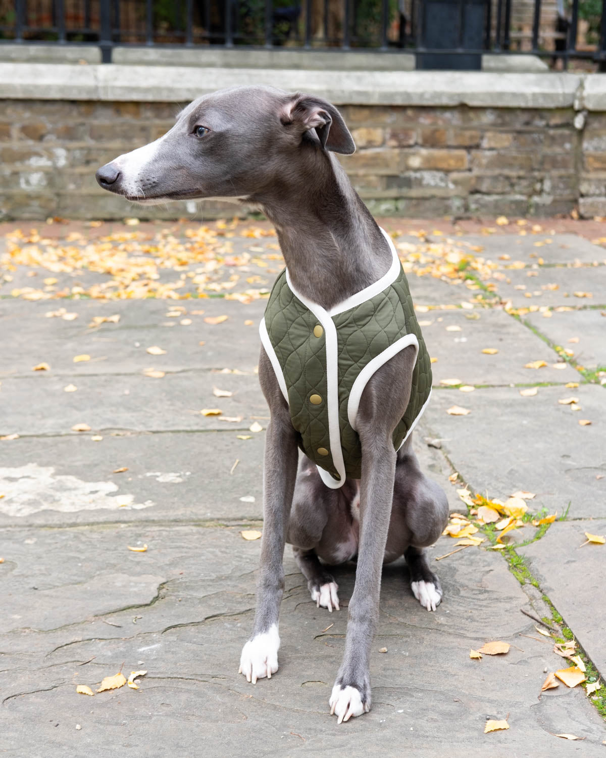 The front view of a blue whippet wearing the green Quilted Vest.