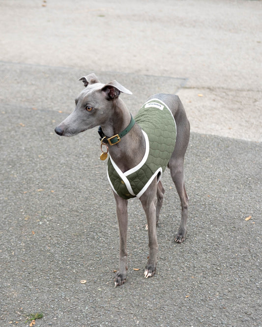 A blue whippet wearing the green Quilted Vest.