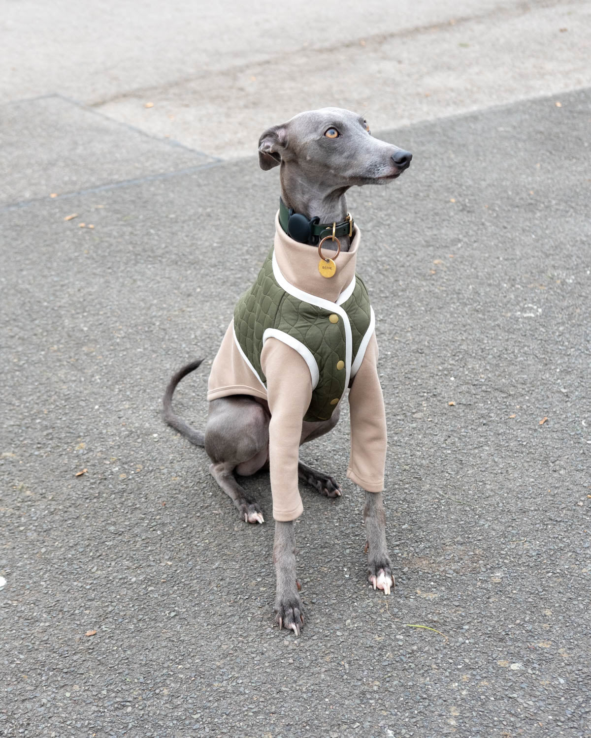 A blue whippet wearing the green Quilted Vest and layered with the 2-Legged Jumper in Beige