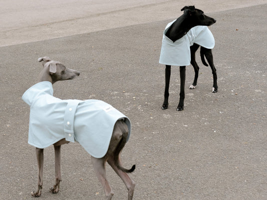 Two whippet wearing the best whippet raincoats