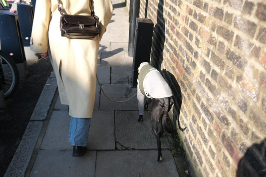 A black whippet wearing a green vest and layered up with a 2-Legged grey Jumper