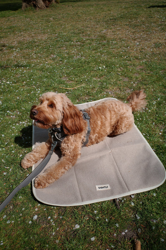 Why Every Dog Needs a Settle Mat: A Calm Companion for Life's Adventures