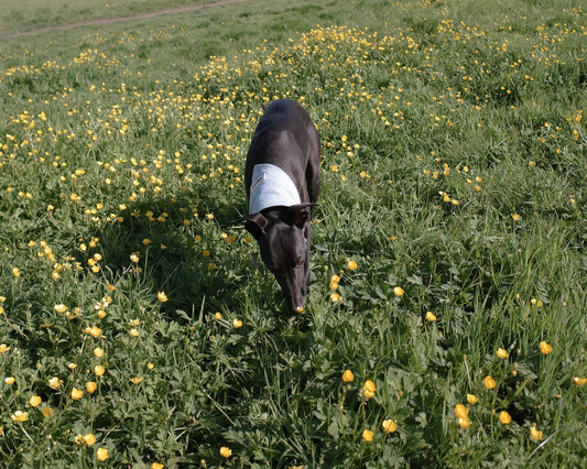 Should Sighthounds Wear Clothes in Summer? 🐕