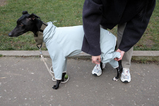 A Guide to Dressing Your Whippet in a 4-Legged Raincoat