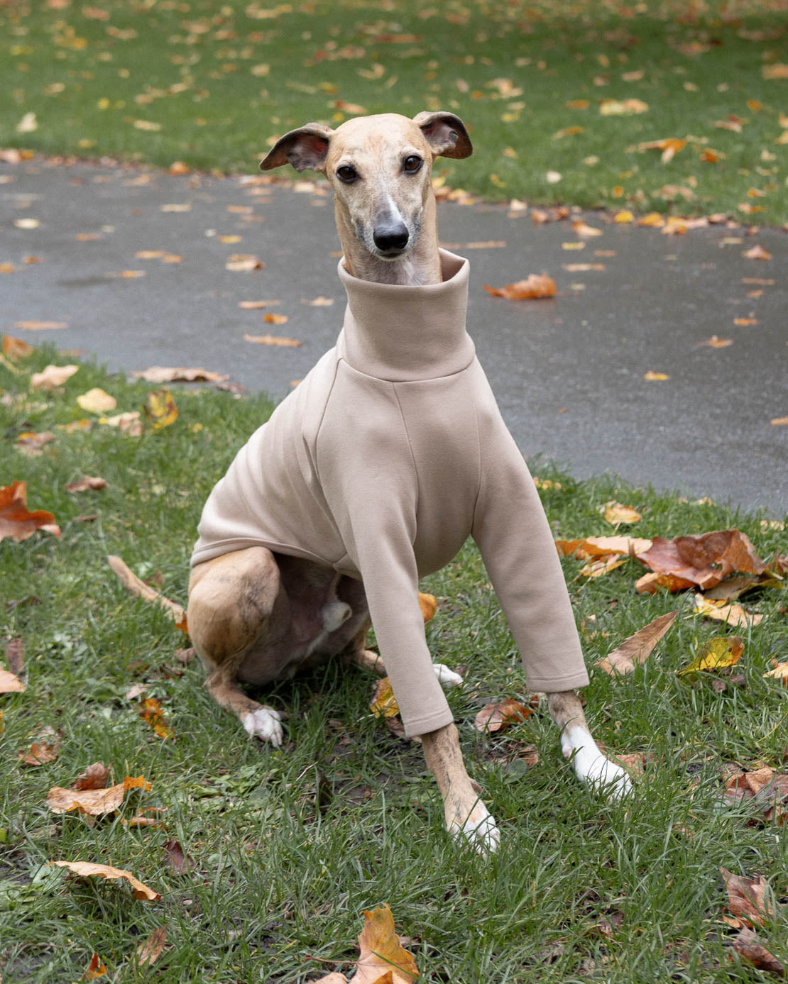 The front view of a brindle whippet wearing 2-Legged Whippet Jumper in Beige