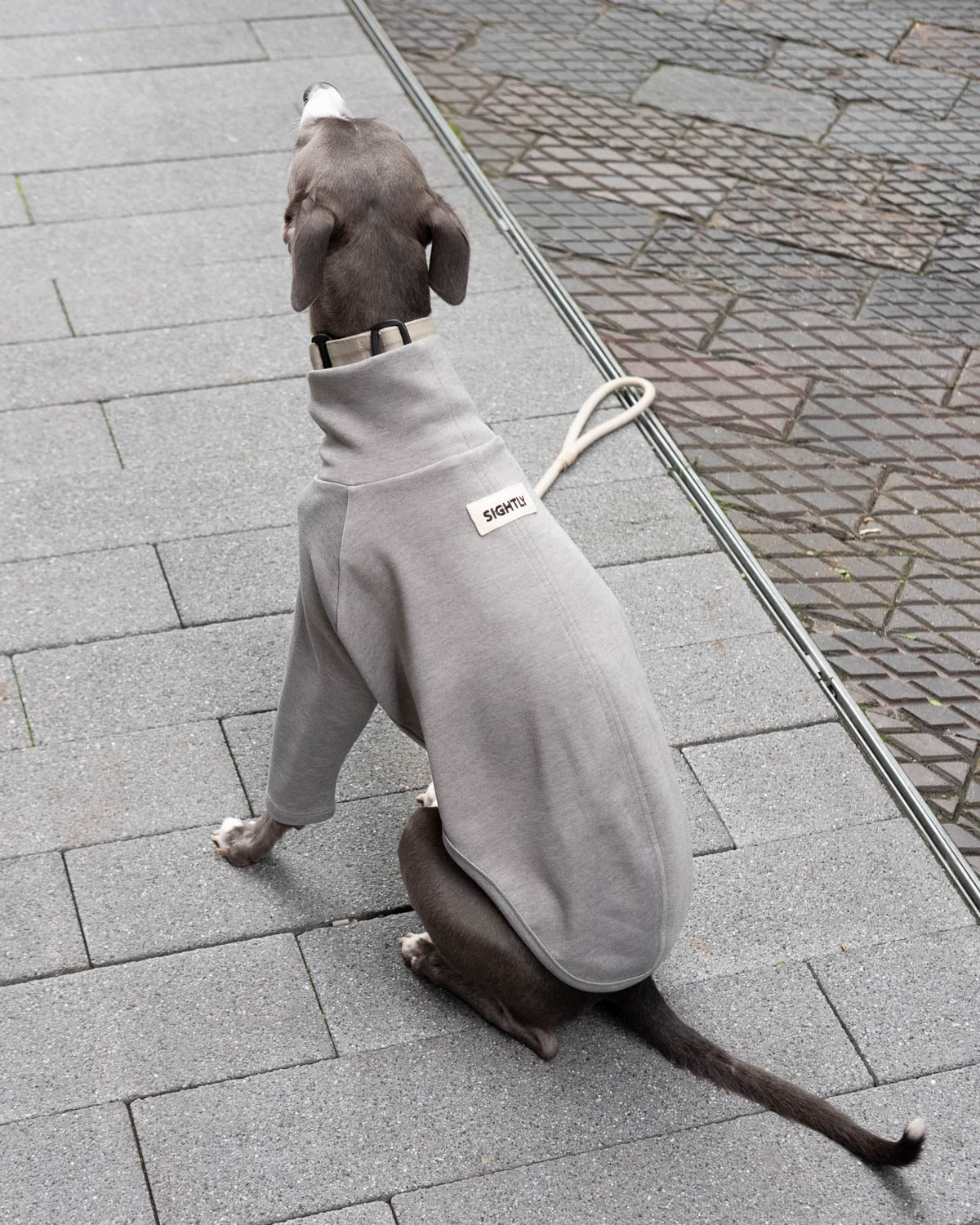 The back view of a blue whippet in the  2-Legged Whippet Jumper in Grey