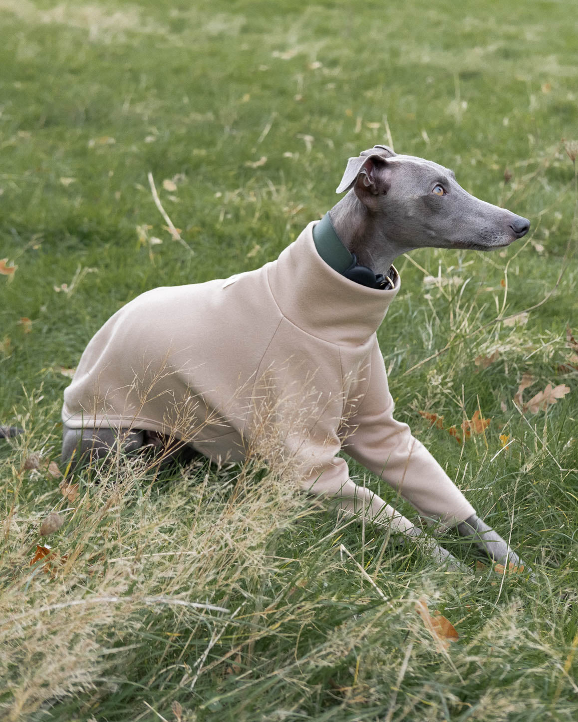 The side view of the blue whippet wearing the 2-Legged whippet Jumper in Beige