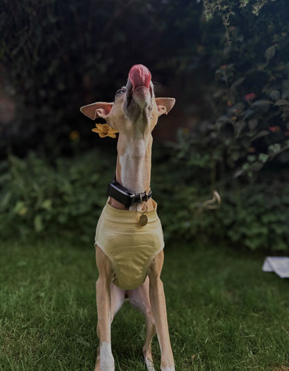 Dog Summer Vest – Lightweight, Breathable and UV protective