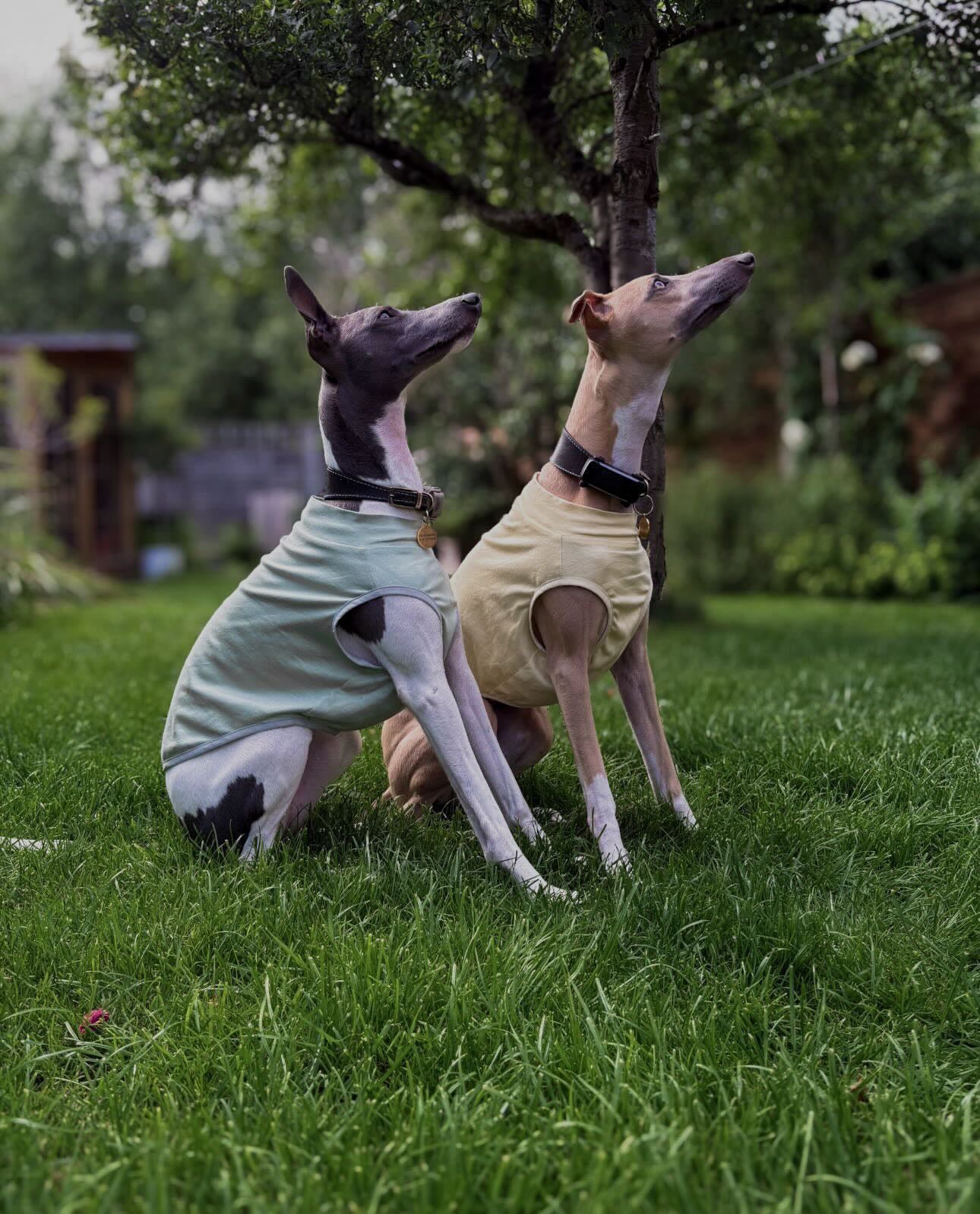 Dog Summer Vest – Lightweight, Breathable and UV protective