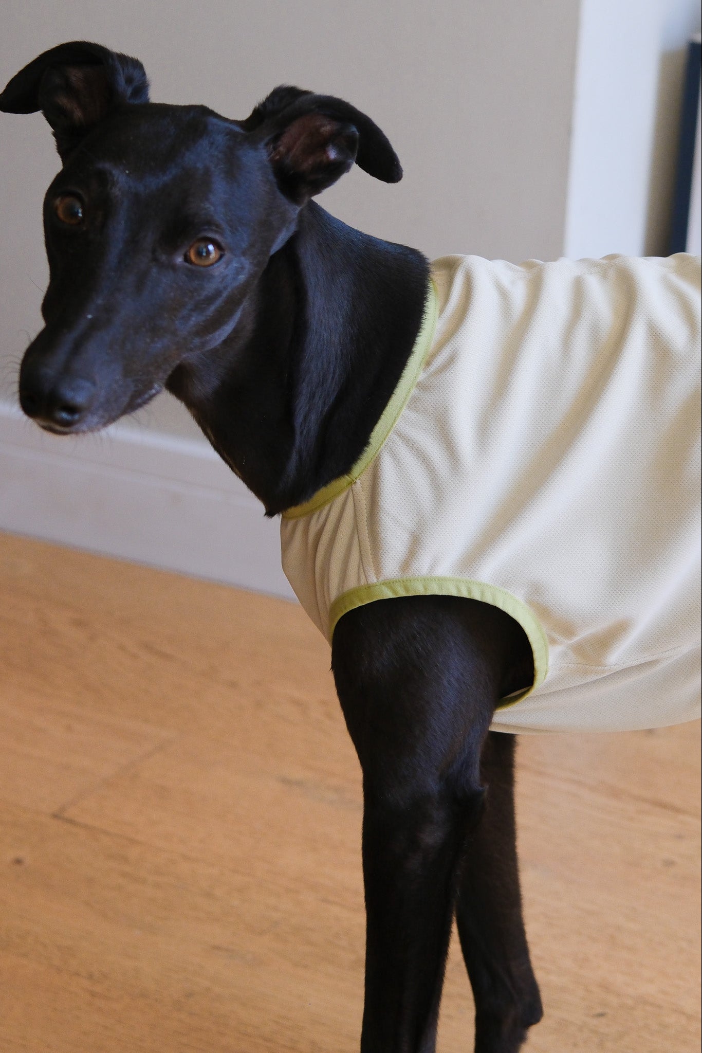 Dog Cooling Vest 2.0