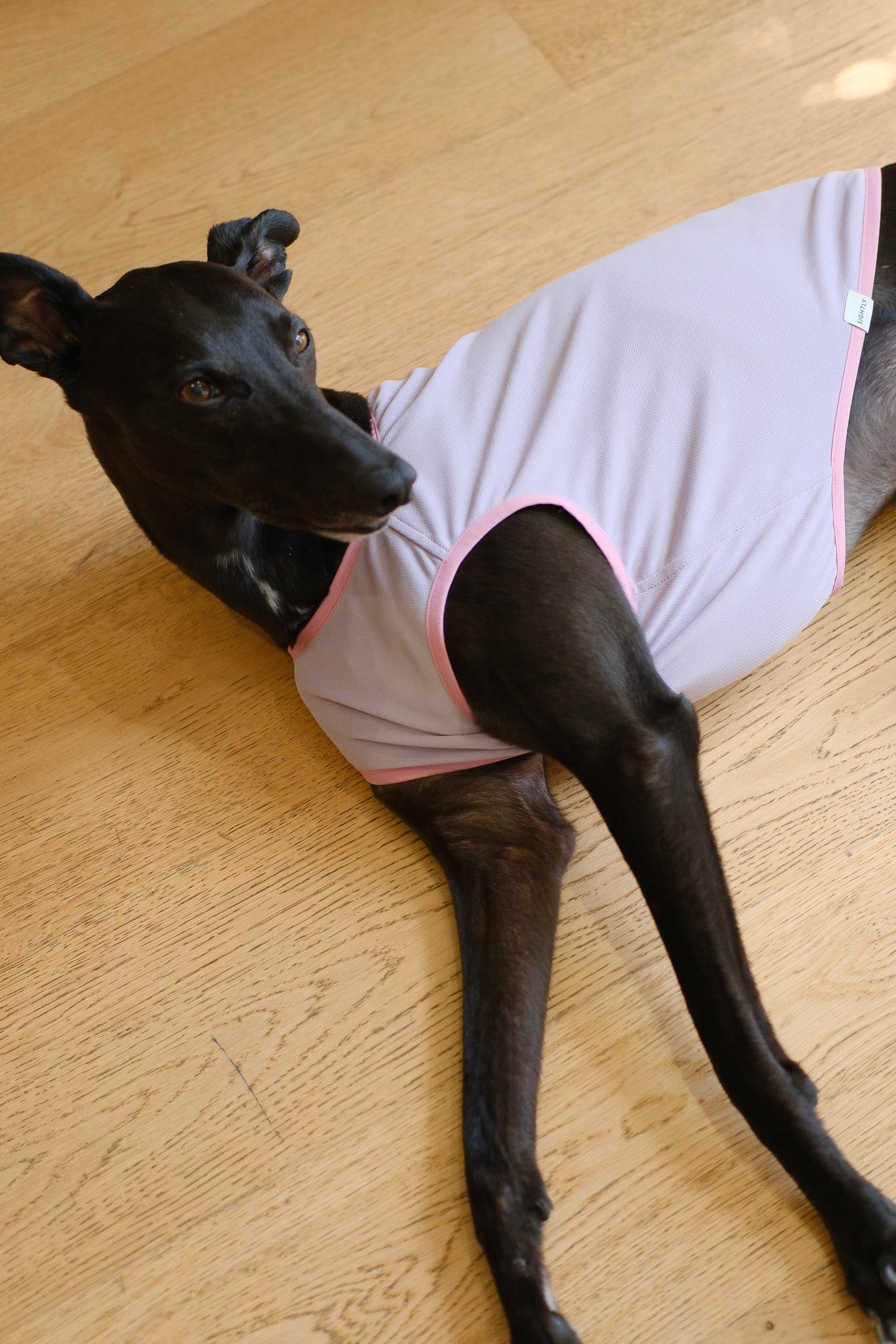 Dog Cooling Vest 2.0