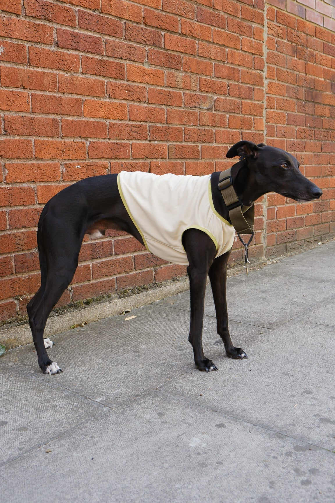 light yellow whippet cooling vest