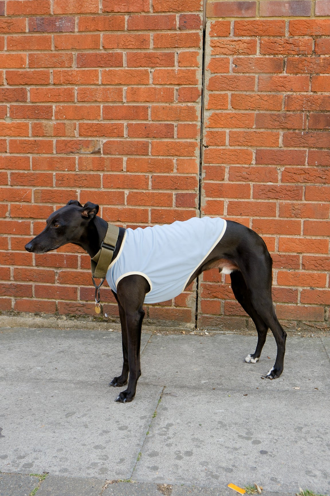 light blue summer cooling vest for sighthounds