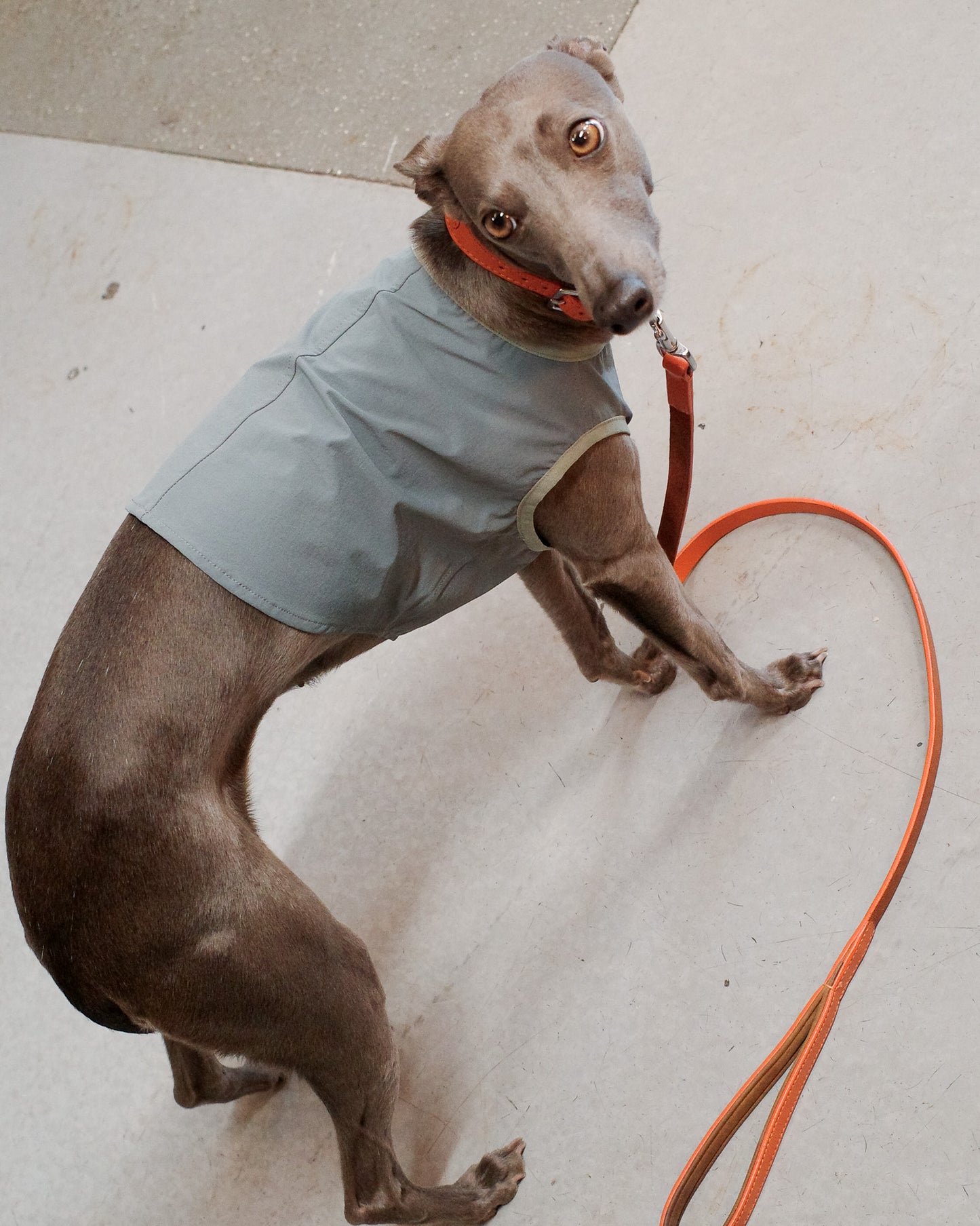 Cooling jacket for dogs hot weather UK
