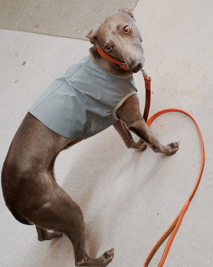 Cooling jacket for dogs hot weather UK