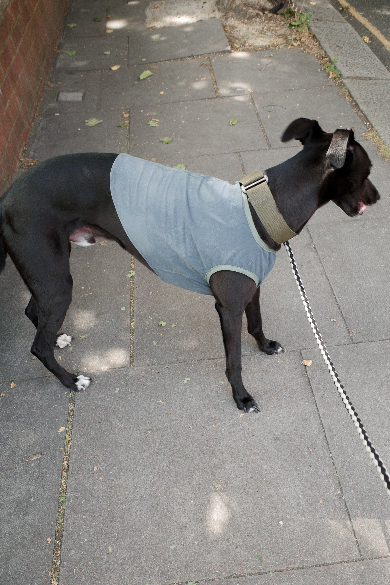 Dog wearing breathable evaporative cooling coat