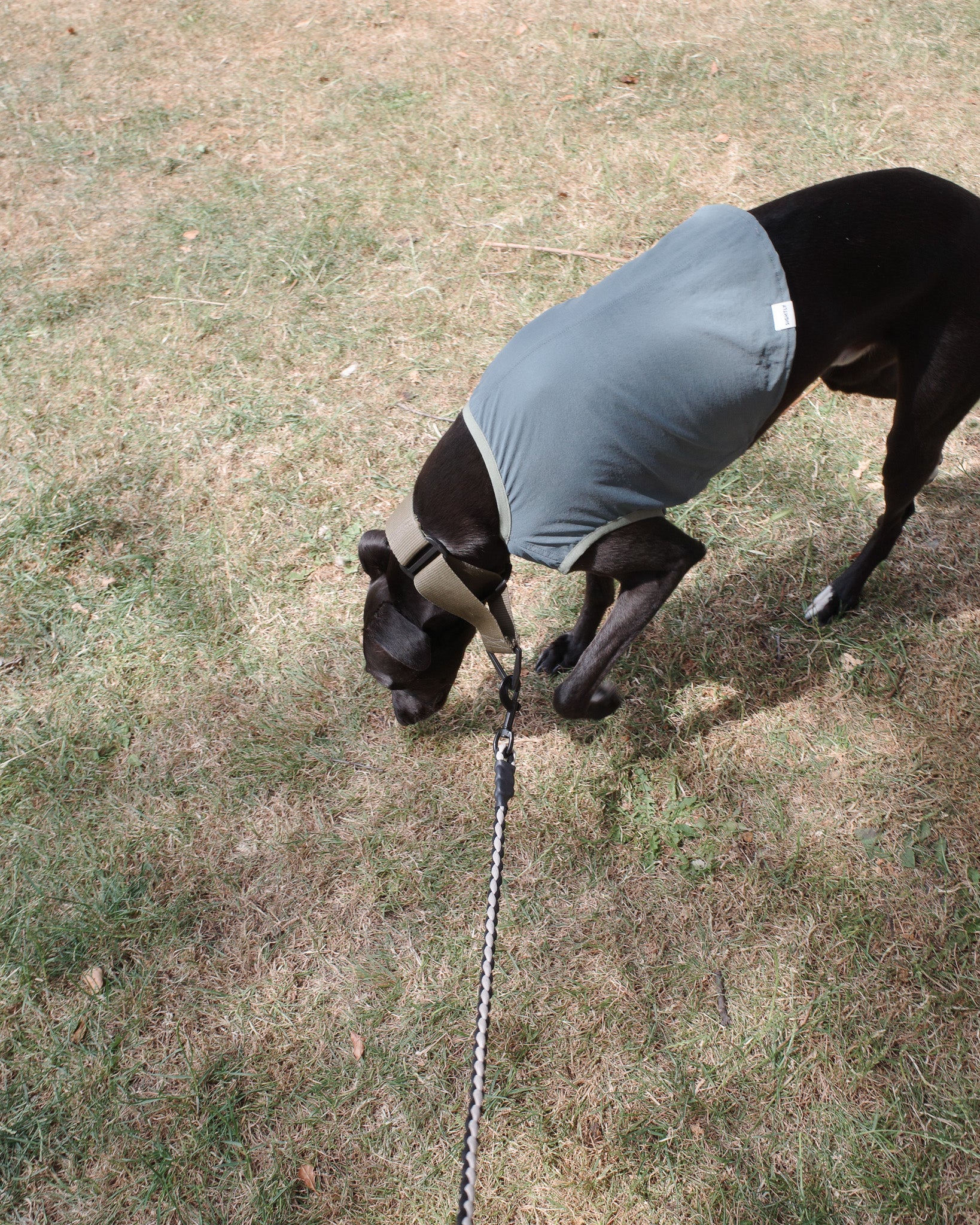 Lightweight cooling vest for dogs