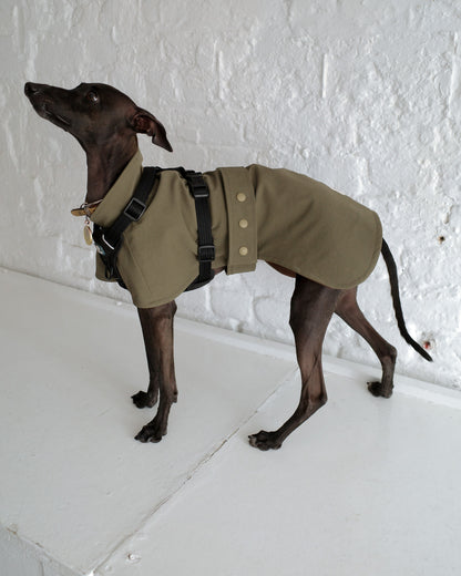 Italian Greyhound Waterproof Raincoat